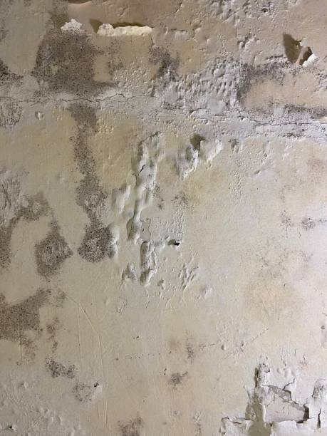 Reliable Luckey, OH Mold Removal Solutions